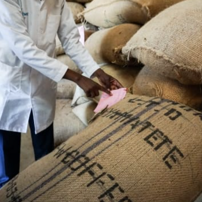 Kenya Gachata AA