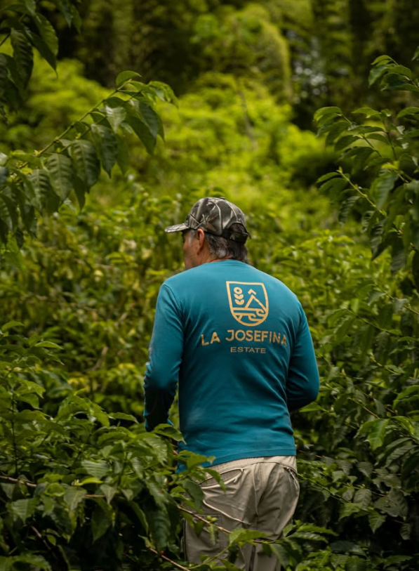 Ecuador Finca La Josefina Typica Mejorado