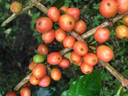 COLOMBIA SEBASTIAN RAMIREZ PINK BOURBON (LIGHT ROAST)