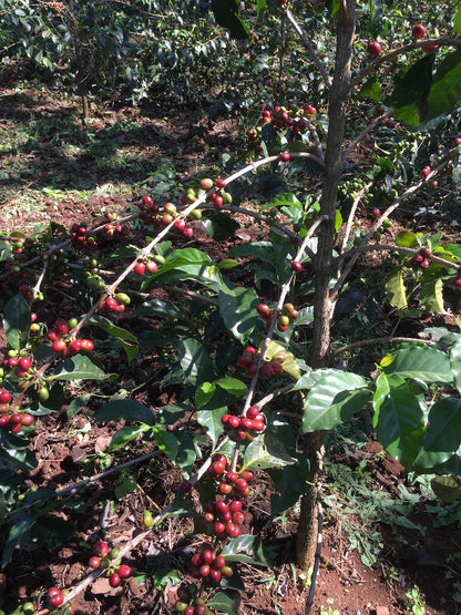 Ethiopia Agaro + Peru Huabal