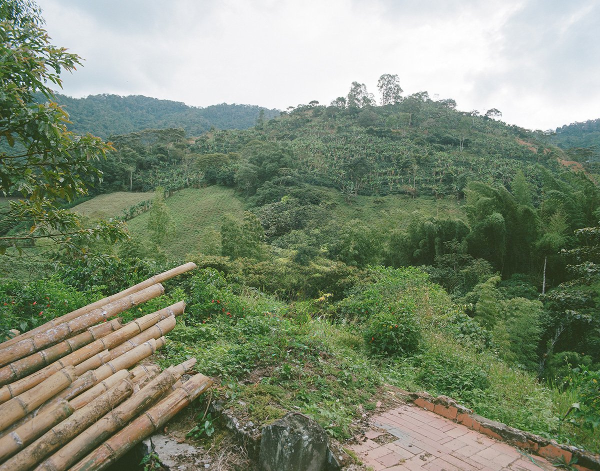 Colombia Yoiner Mosquera Pink Bourbon