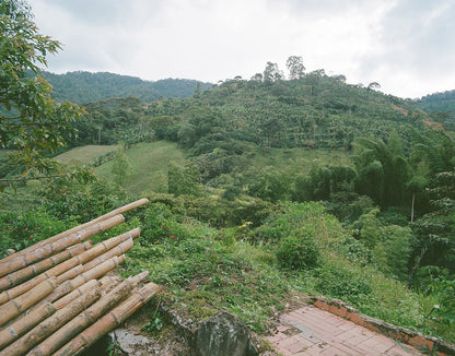 Colombia Yoiner Mosquera Pink Bourbon