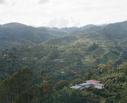 Colombia Yoiner Mosquera Pink Bourbon