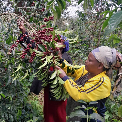 Caramel Brownie (Ethiopia + Colombia)