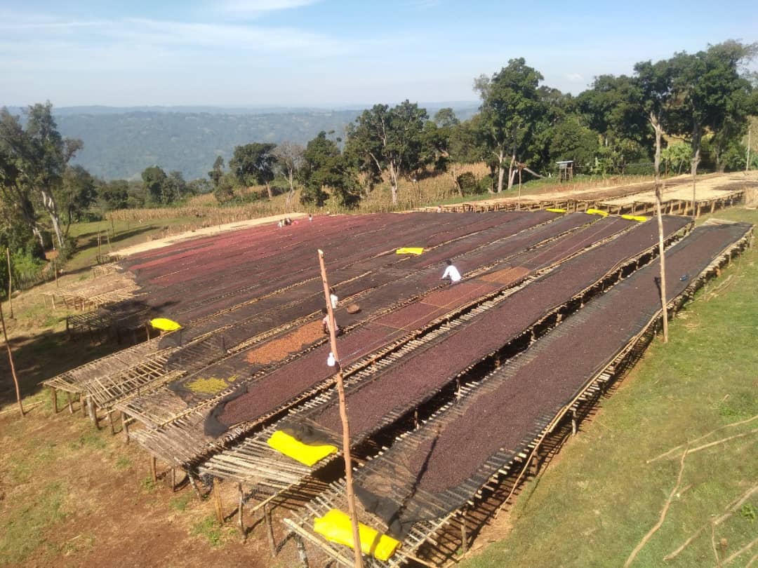 Ethiopia Mehbuba's Guji Uraga Natural (Light Roast)