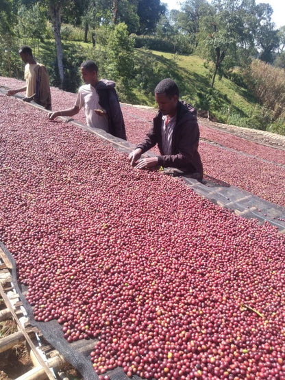 Ethiopia Mehbuba's Guji Uraga Natural (Light Roast)