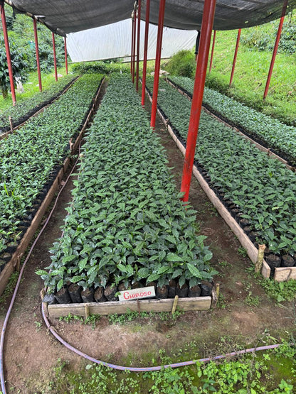 Ecuador Finca La Josefina Typica Mejorado