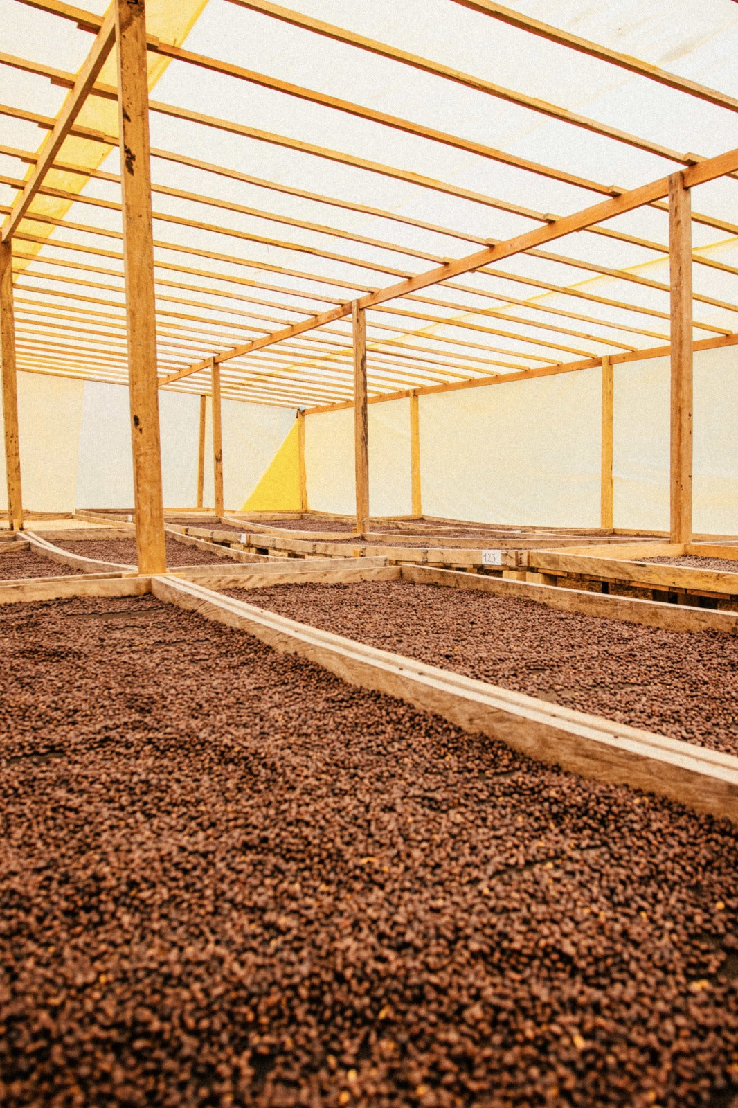 Bolivia Caranavi Rosita Geisha