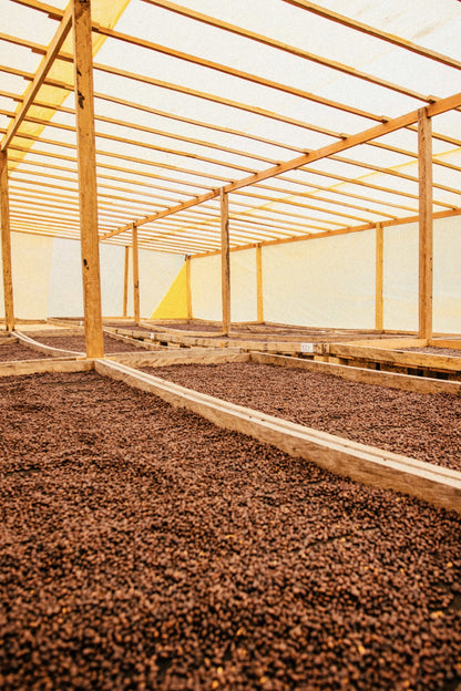 Bolivia Caranavi Rosita Geisha